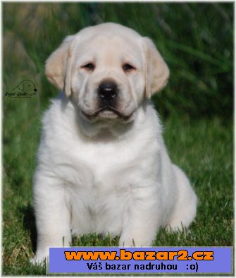 Labrador - krásná štěňátka s PP