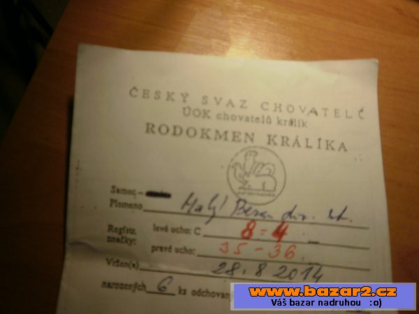 Králíky