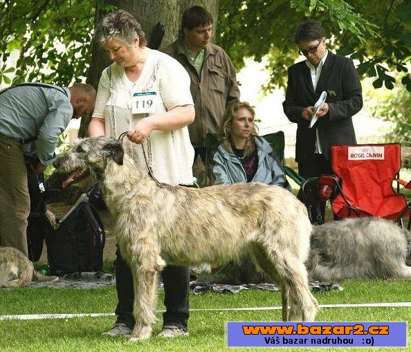 Irský vlkodav