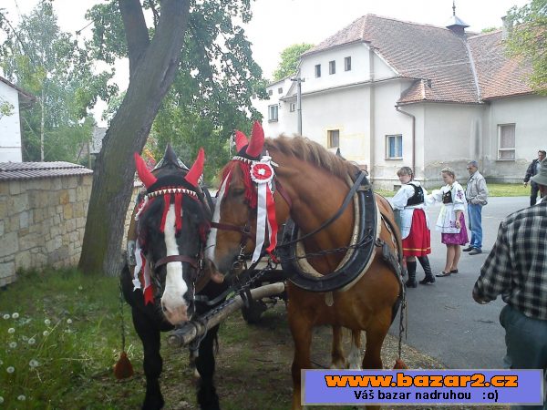 Norická kobyla