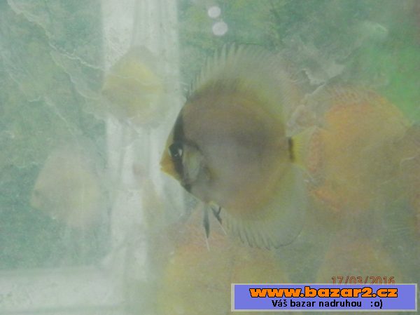 Discus Ghost YF 6,5 - 8,5cm