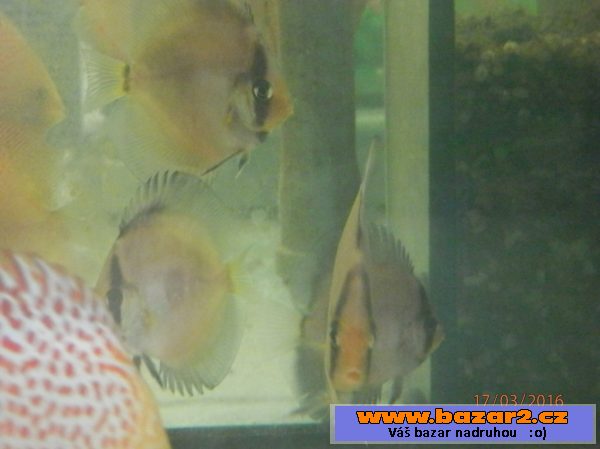 Discus Ghost YF 6,5 - 8,5cm