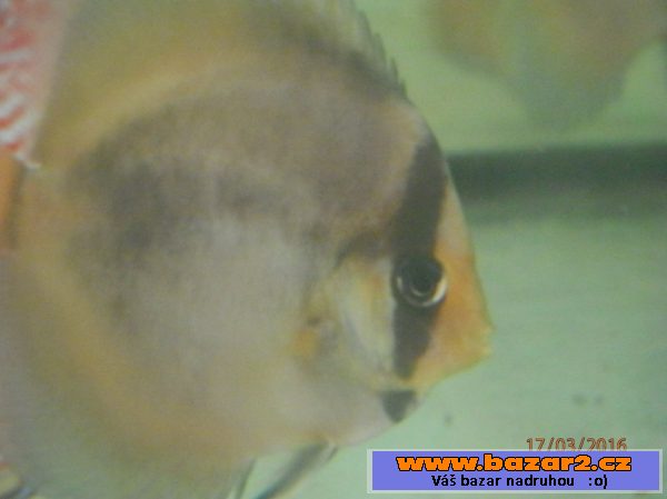 Discus Ghost YF 6,5 - 8,5cm