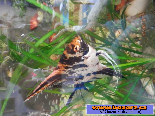Pterophyllum Scallare Marmor Gold