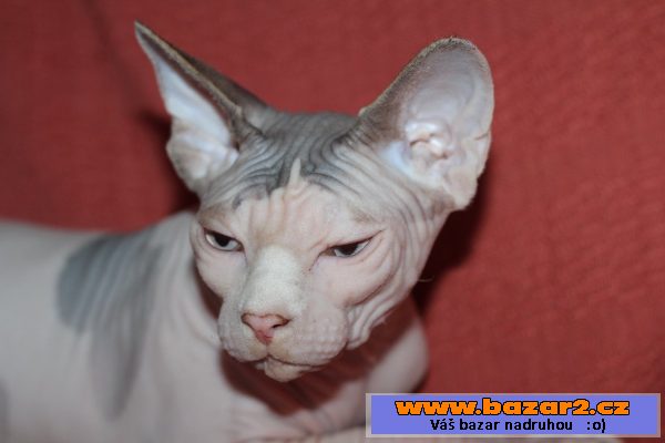 Kanadský sphynx s PP
