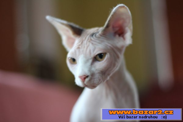 Kanadský sphynx s PP