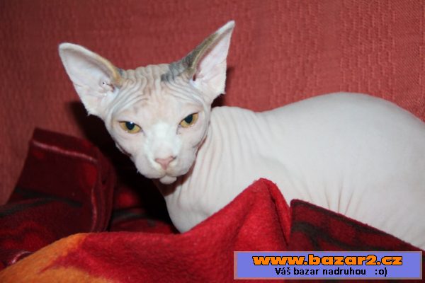 Kanadský sphynx s PP