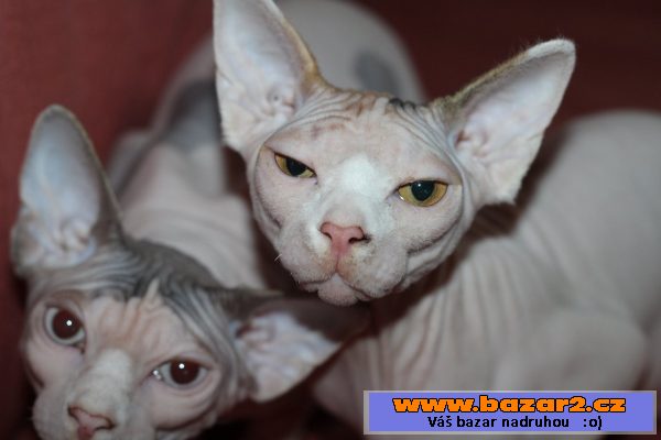 Kanadský sphynx s PP