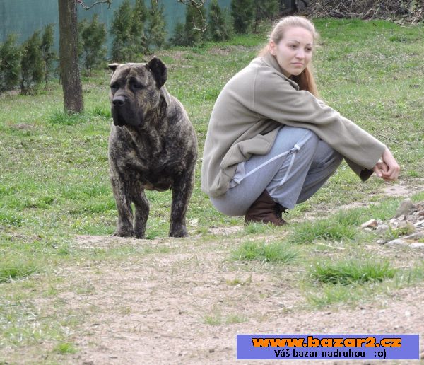 Kanárska Doga