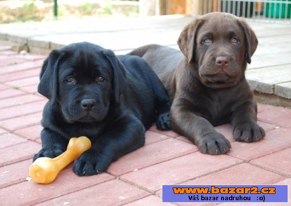 Labrador retriever s PP