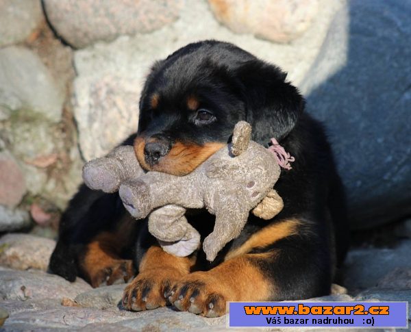 Rottweiler ze špičkového spojení