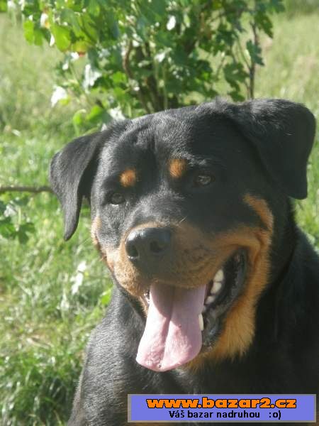 Rottweiler ze špičkového spojení