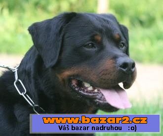 Rottweiler ze špičkového spojení