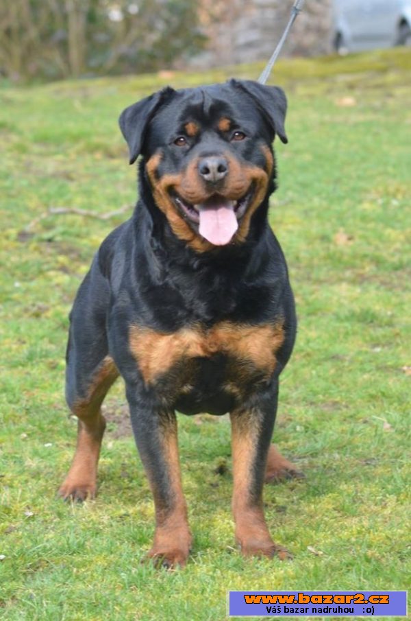 Rottweiler ze špičkového spojení
