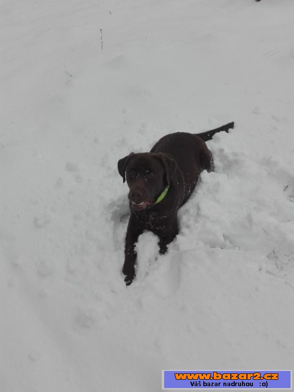 Nabízím hnědého labradora ke krytí