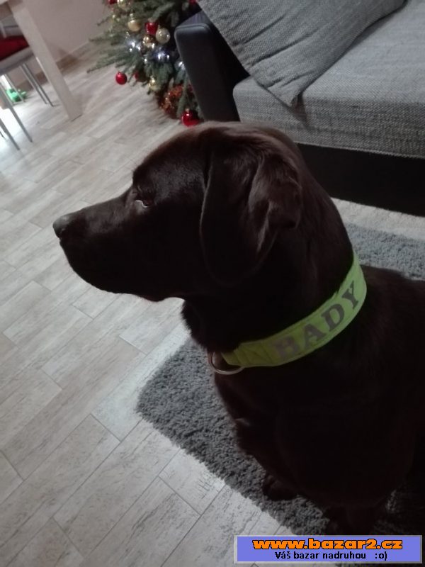 Nabízím hnědého labradora ke krytí