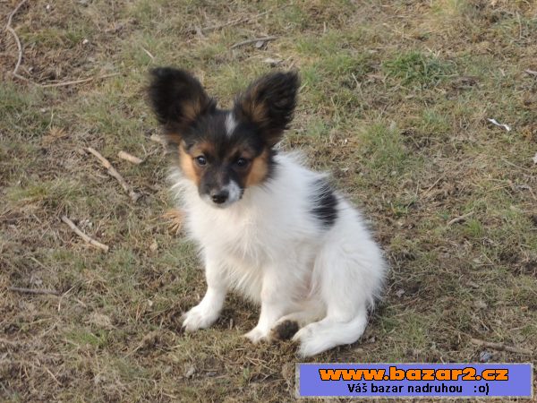 Papillon - pejsci s PP