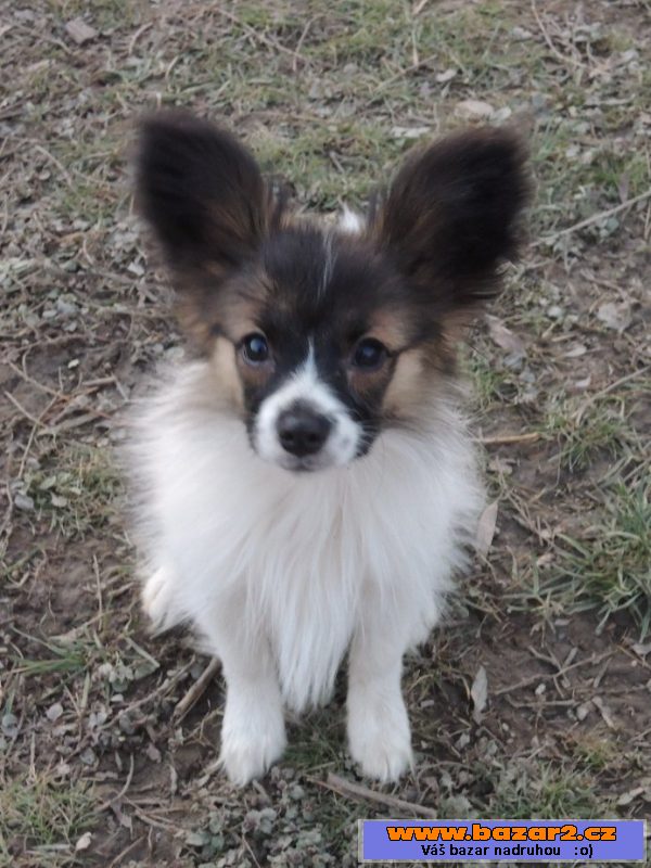 Papillon - pejsci s PP