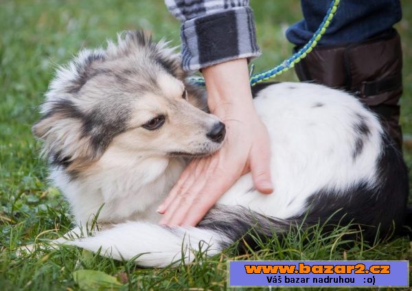 Pája - špic malý x - fena 6kg