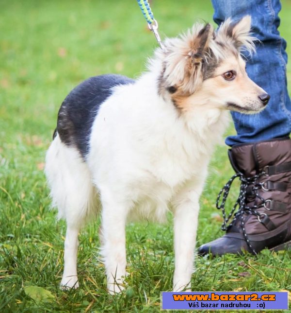 Pája - špic malý x - fena 6kg