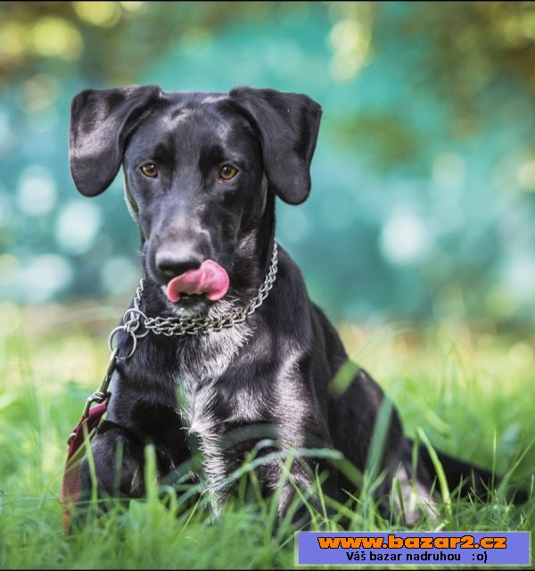 Leopold - labradorský retrívr x 