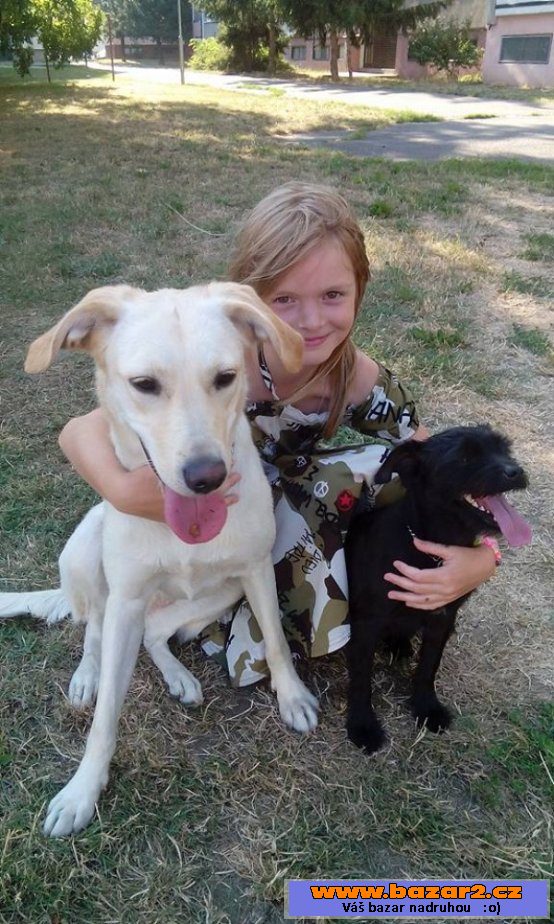 Jessie - Labradorský retrívr x 