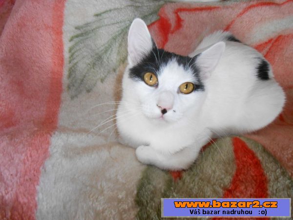 Kurilský bobtail s PP – (malý rys)