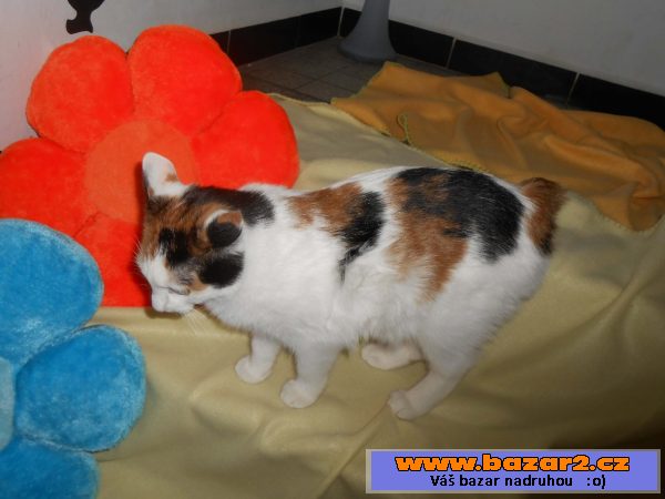 Kurilský bobtail s PP – (malý rys)