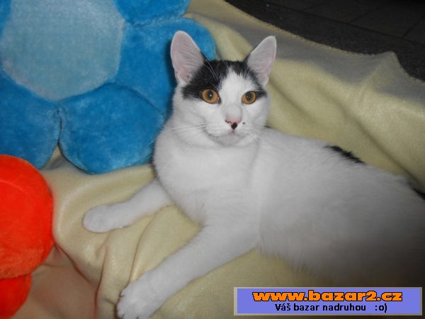 Kurilský bobtail s PP – (malý rys)