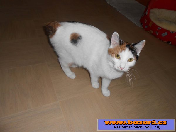 Kurilský bobtail s PP – (malý rys)