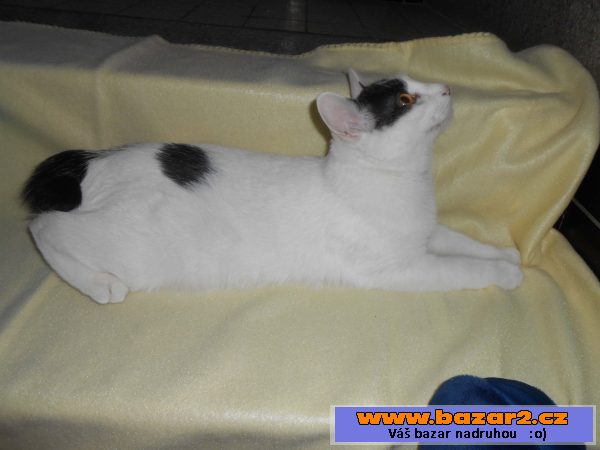 Kurilský bobtail s PP – (malý rys)