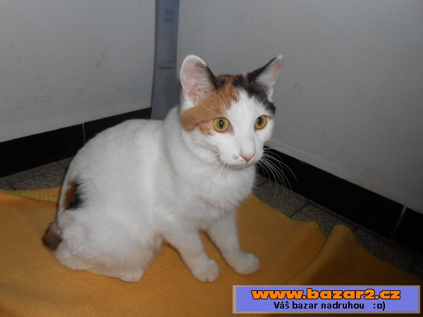 Kurilský bobtail s PP – (malý rys)