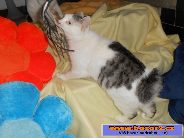 Kurilský bobtail + PP (Vysočina)