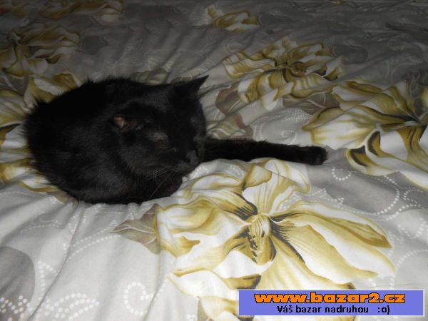 Kurilský bobtail + PP (Vysočina)