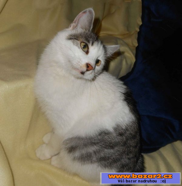 Kurilský bobtail + PP (Vysočina)
