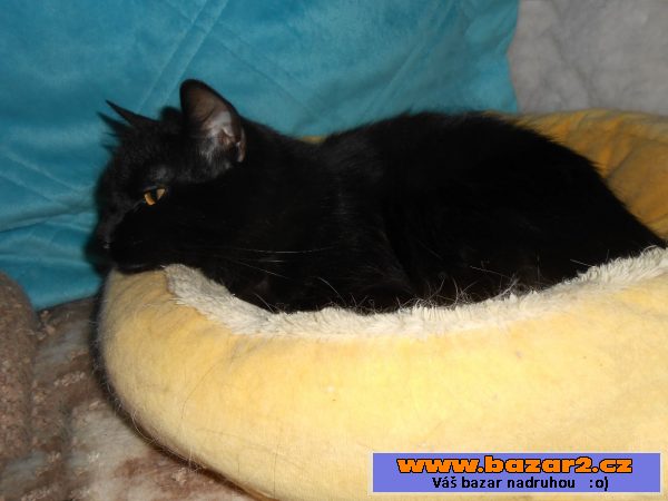 Kurilský bobtail + PP (Vysočina)