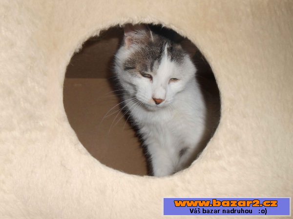 Kurilský bobtail + PP (Vysočina)