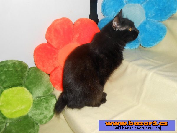 Kurilský bobtail + PP (Vysočina)
