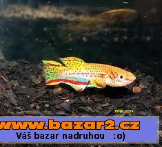 náhled