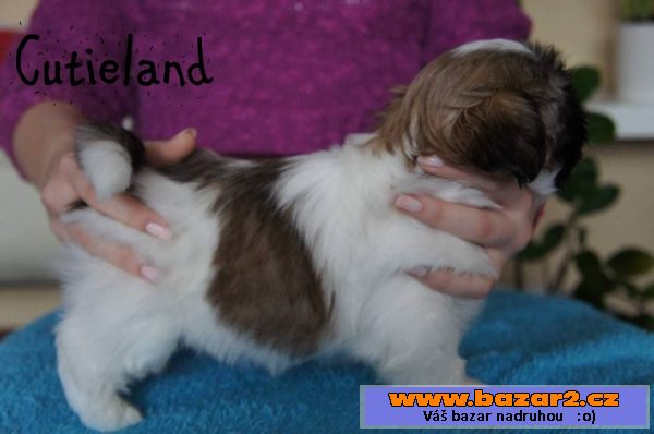 Shih-tzu štěňátka 