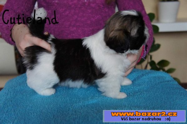 Shih-tzu štěňátka 