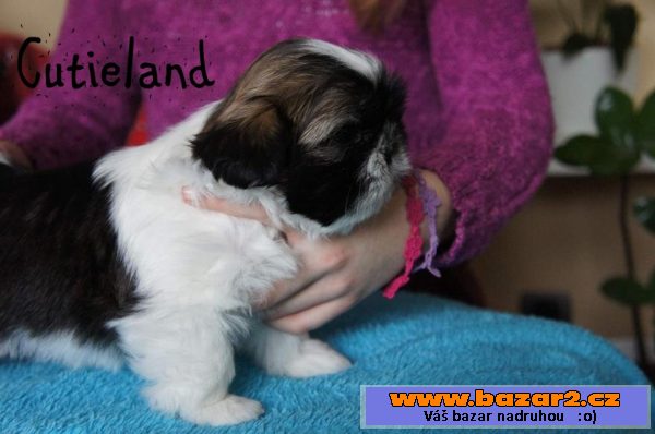 Shih-tzu štěňátka 
