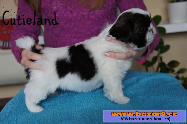Shih-tzu štěňátka 