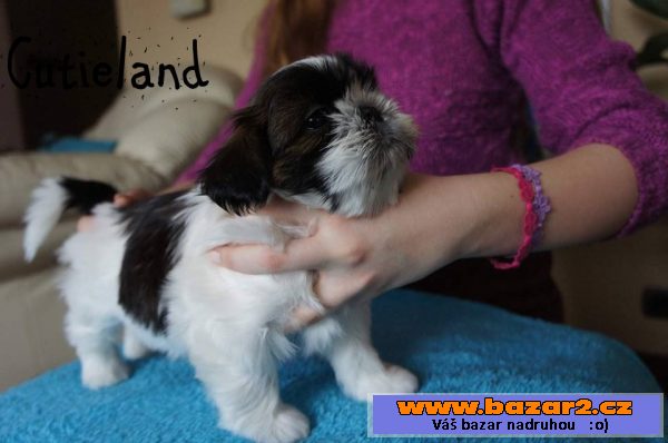 Shih-tzu štěňátka 