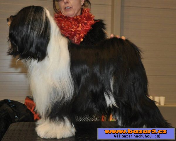 Tibetský teriér - štěnátka 