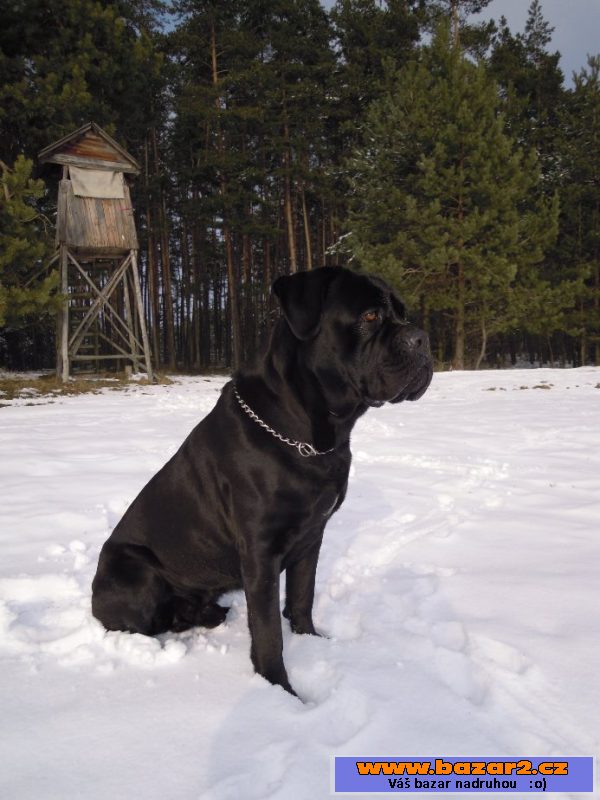 Cane Corso ke krytí