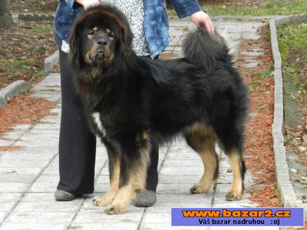 Tibetská doga štěňata s PP 2016