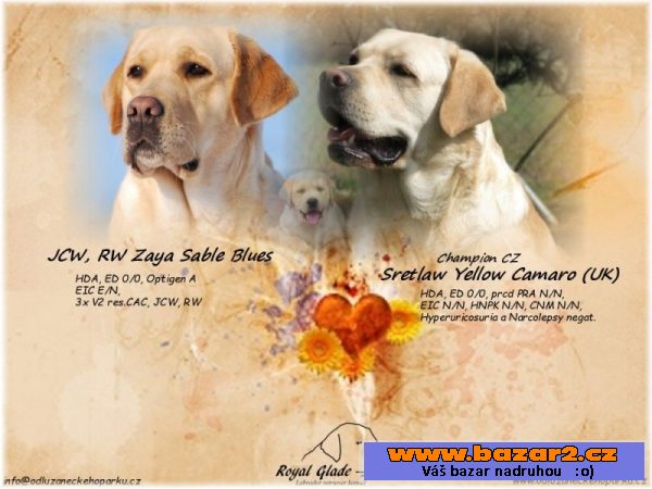 LABRADOR - smetanová štěňátka s PP