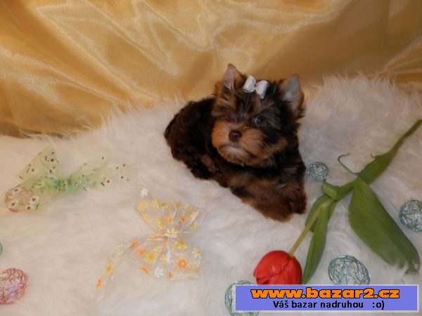 Yorshire Terrier čoko