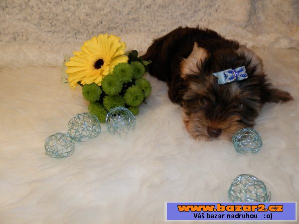 Yorshire Terrier čoko